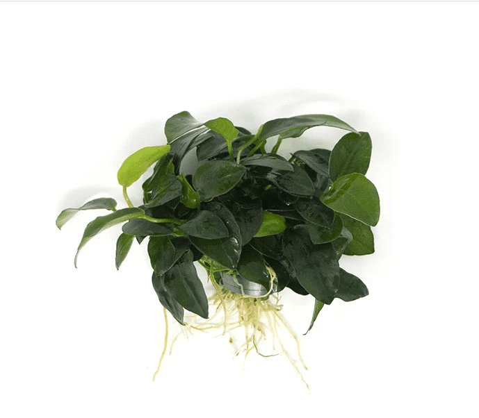 Anubias Barteri (Nana Petite) Small Live Aquarium Plants BUY2 GET1 FREE