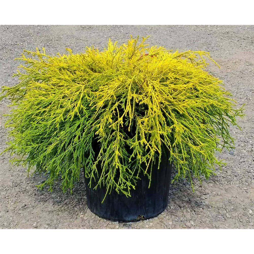 Online Orchards 1 Gal. Gold Mop Threadbranch Cypress Shrub with Colorful Golden Yellow Evergreen Foliage EGTC002