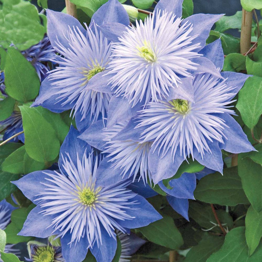 Spring Hill Nurseries Pale-lavender Flowering Vine Crystal Fountain Clematis Live Perennial Plant with 4 in. Pot (1-Pack) 64226