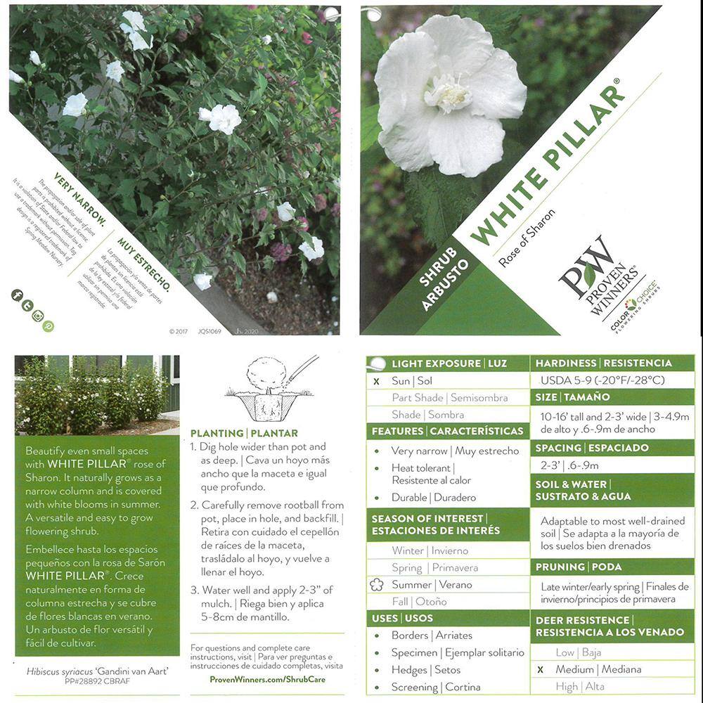 PROVEN WINNERS 2 Gal. White Pillar Rose of Sharon (Hibiscus) Plant with White Flowers 14761