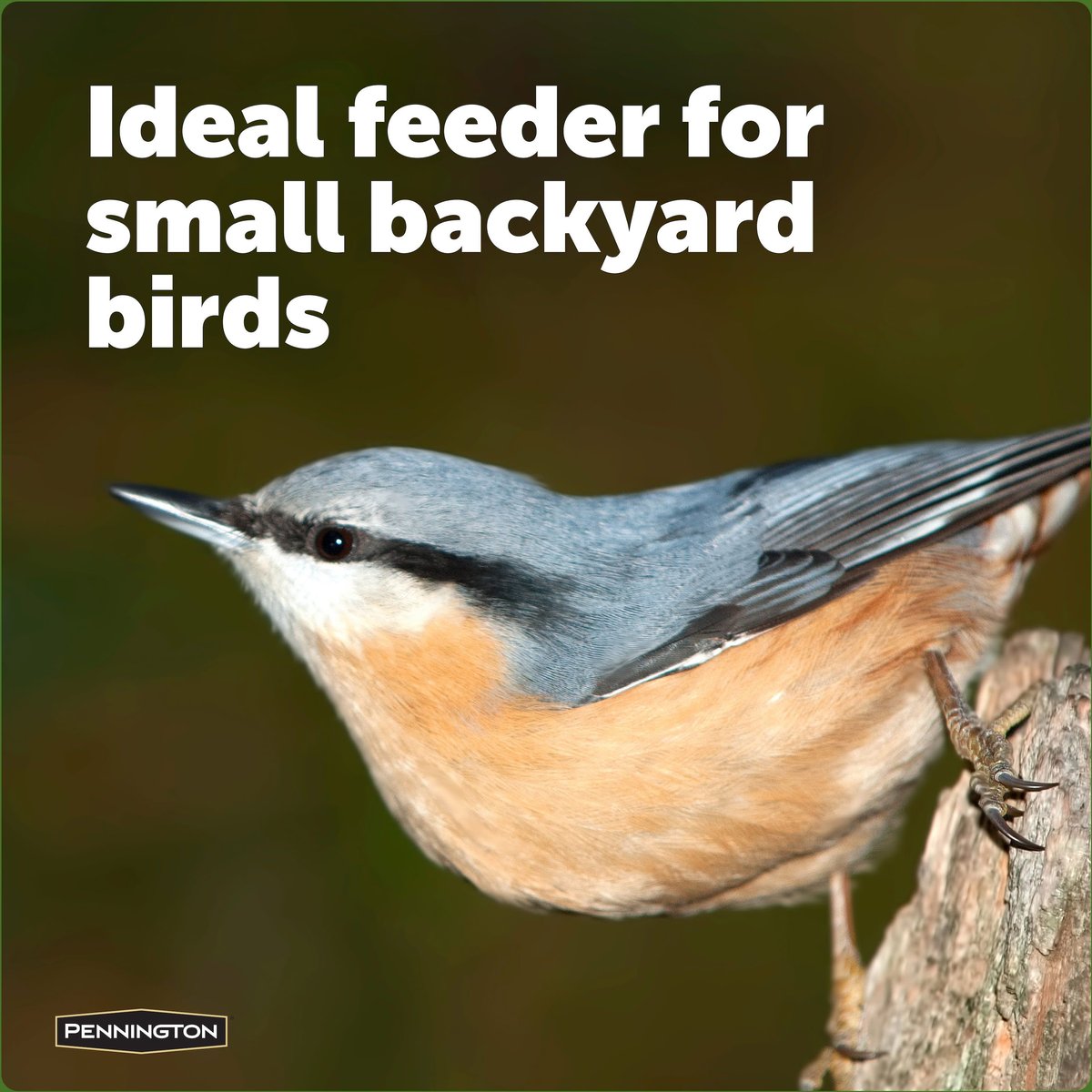 Pennington Songbird Lantern Bird Feeder