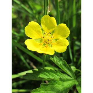 Online Orchards 1 Gal. Gold Drop Potentilla Shrub Beautiful Dwarf Shrub Lights Up with Profuse Golden Blossoms SBPT001
