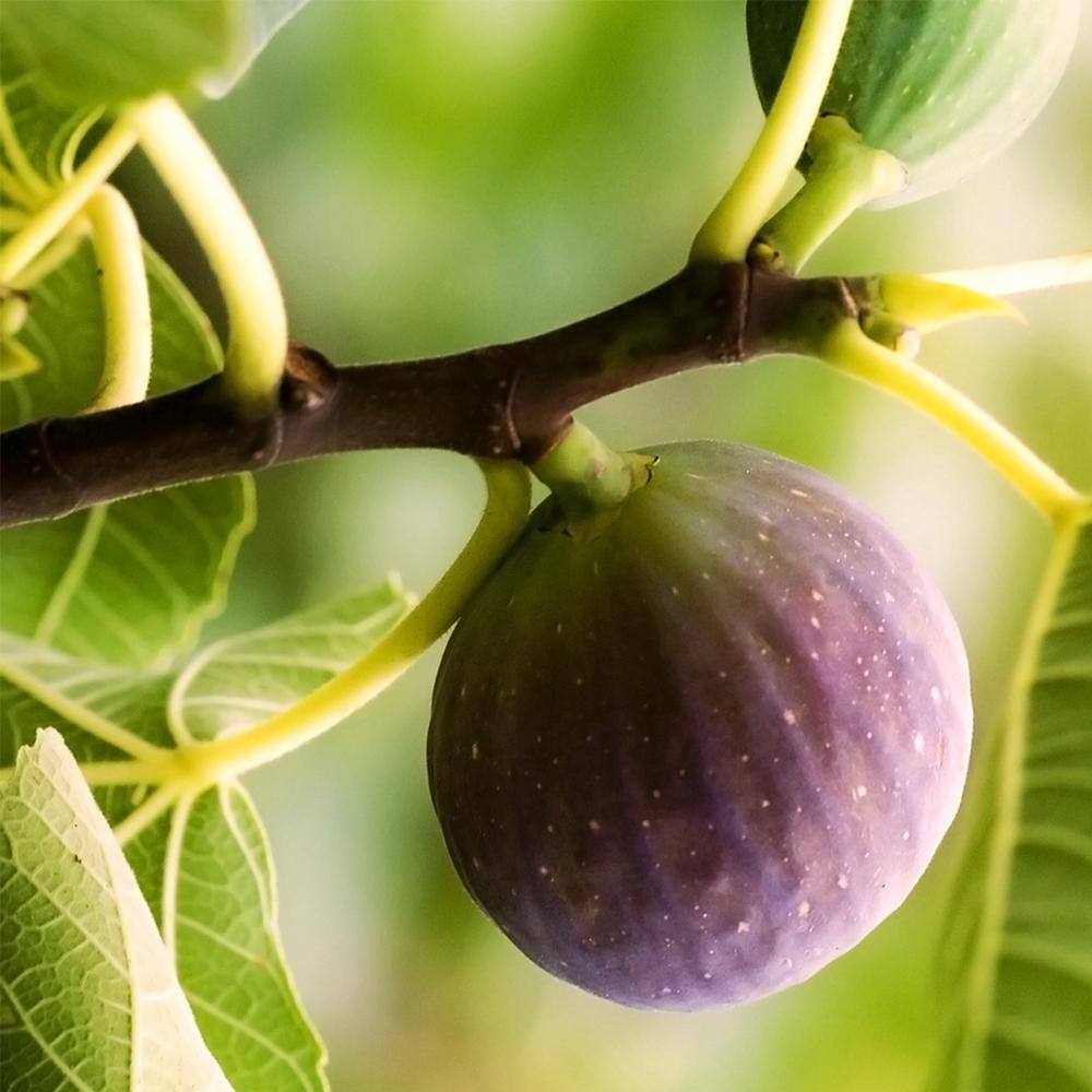 3 Gal. Chicago Hardy Fig Fruiting Tree (2-Pack) THD00124