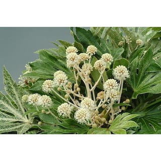 national PLANT NETWORK 2 Gal. Spider Web Fatsia Plant with White Blooms in Black Grower's Pot HD7476