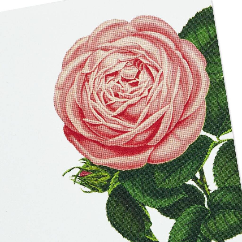 Hallmark  Cream and Pink Roses Blank Flat Note Cards With Caddy, Box of 40