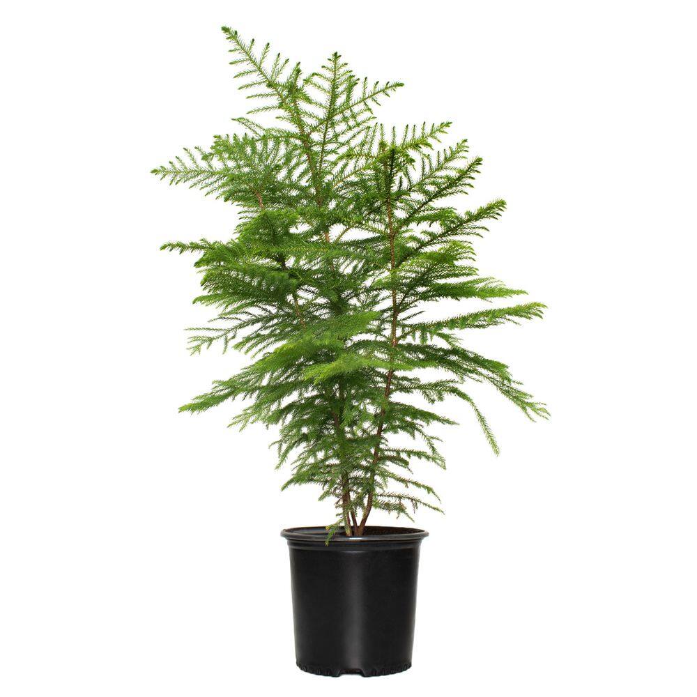 national PLANT NETWORK 10 in. Norfolk Island Pine Plant in Grower Container HD6037