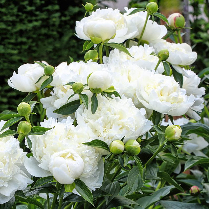 Peony Roots - Duchesse De Nemours - 2 Roots - White Flower Bulbs，  Root  Attracts Bees， Attracts Butterflies， Attracts Pollinators， Easy to Grow and Maintain， Fragrant， Container Garden