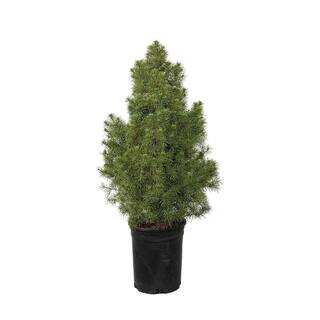 FLOWERWOOD 2.5 Qt. Dwarf Alberta Spruce Pyramidal Evergreen ShrubTree 4713Q