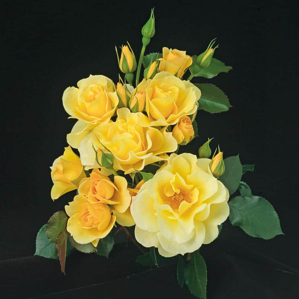 Spring Hill Nurseries Sky's The Limit Climbing Rose Dormant Bare Root Plant with Yellow Color Flowers (1-Pack) 86316