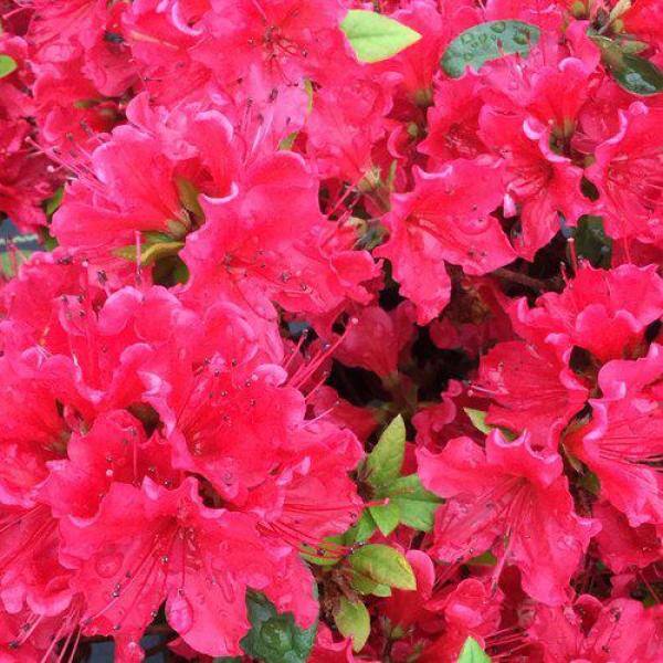 PROVEN WINNERS 4.5 in. qt. Perfecto Mundo Double Red Reblooming Azalea (Rhododendron) Live Plant Red Flowers RHOPRC3027800