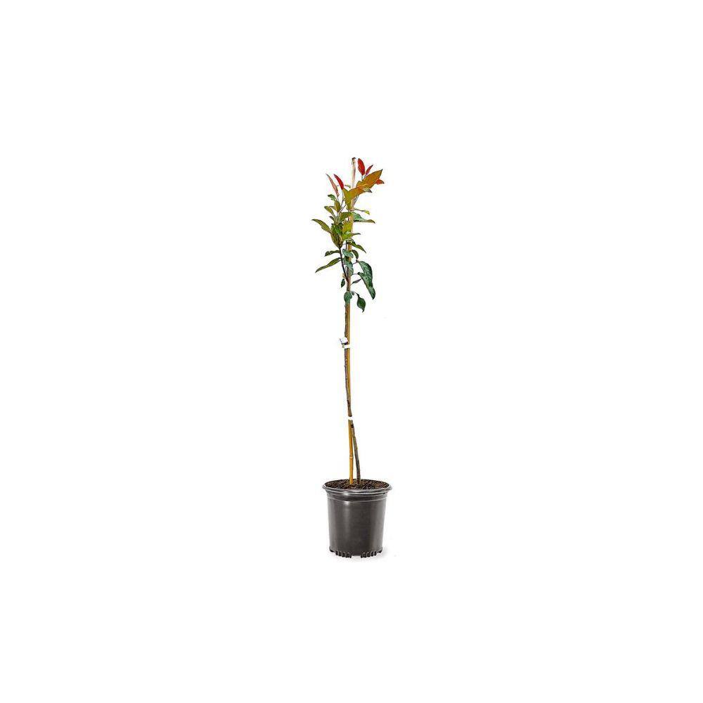 1 Gal. Summer Wonder Crabapple Tree CRASUM01G