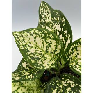 EverGrace 6 in. Aglaonema Snow White Plant in Grower Pot AgloSnWht