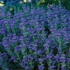 Dark Knight Caryopteris