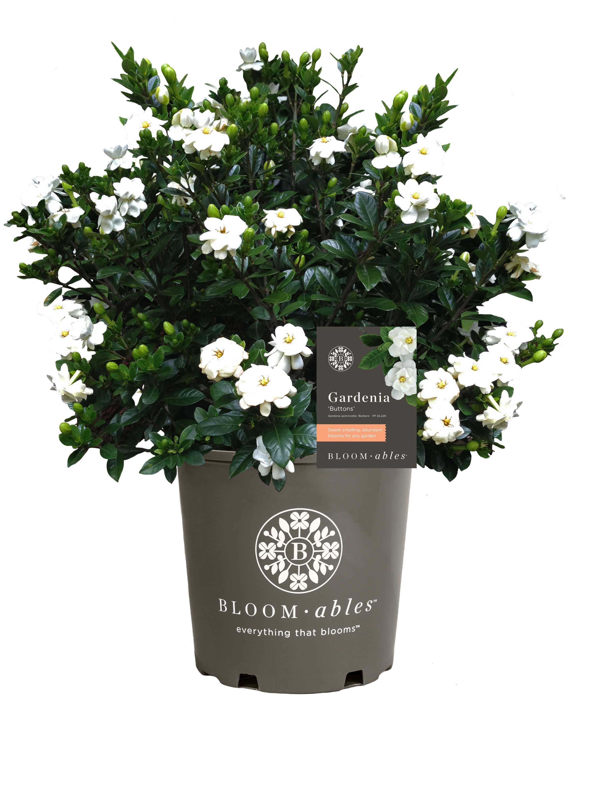 Bloomables® 2.25 gal Gardenia Buttons - White Blooming - Live Plant - 1-Piece