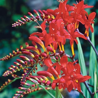 Breck's Crocosmia Lucifer Bulbs (5-Pack) 66891