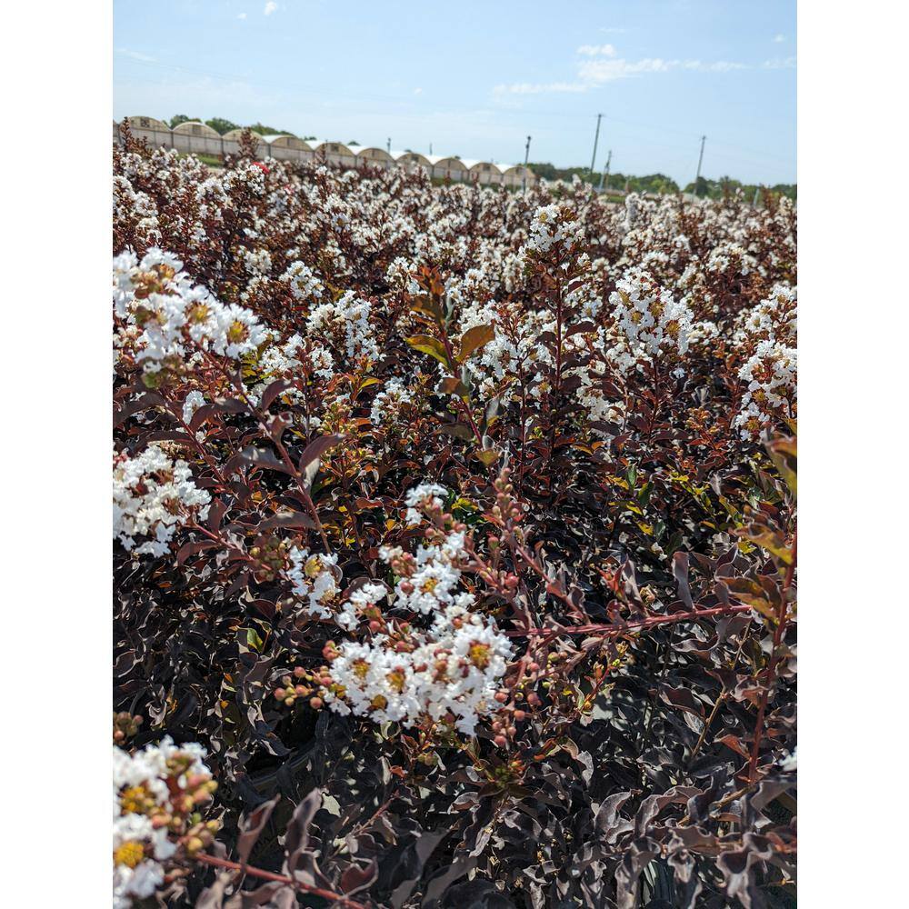 BLACK DIAMOND 2 Gal. White Crystalline Crape Myrtle Tree 19538