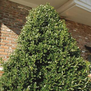SOUTHERN LIVING 3 Gal. Oakland Holly Tree with Upright Pyramidal Privacy Screen Foliage and Red Winter Berries 30223