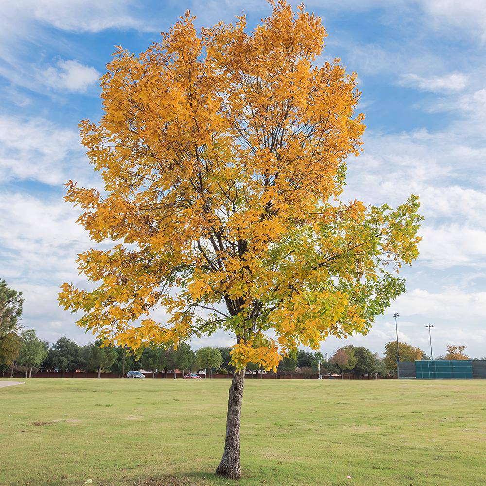5 Gal. Drake Elm Deciduous Shade Tree ELMDRA05G