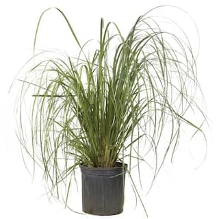 FLOWERWOOD 3 Gal. - Pampas Grass With Sandy White Blooms Live Evergreen Grass 10553