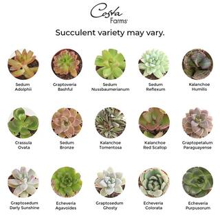 Costa Farms Mini Indoor Succulent Plants in 2 in. Ceramic Pots and Tray Avg. Shipping Height 2 in. Tall (48-Pack) CO.2SUCTRAY48