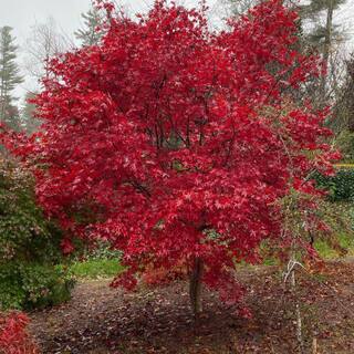 7 Gal. Emperor I Japanese Maple Ornamental Tree MAPJEM07G