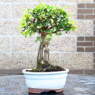 brussel's BONSAI Chinese Elm Tree Root Appearing Small CT0124CE