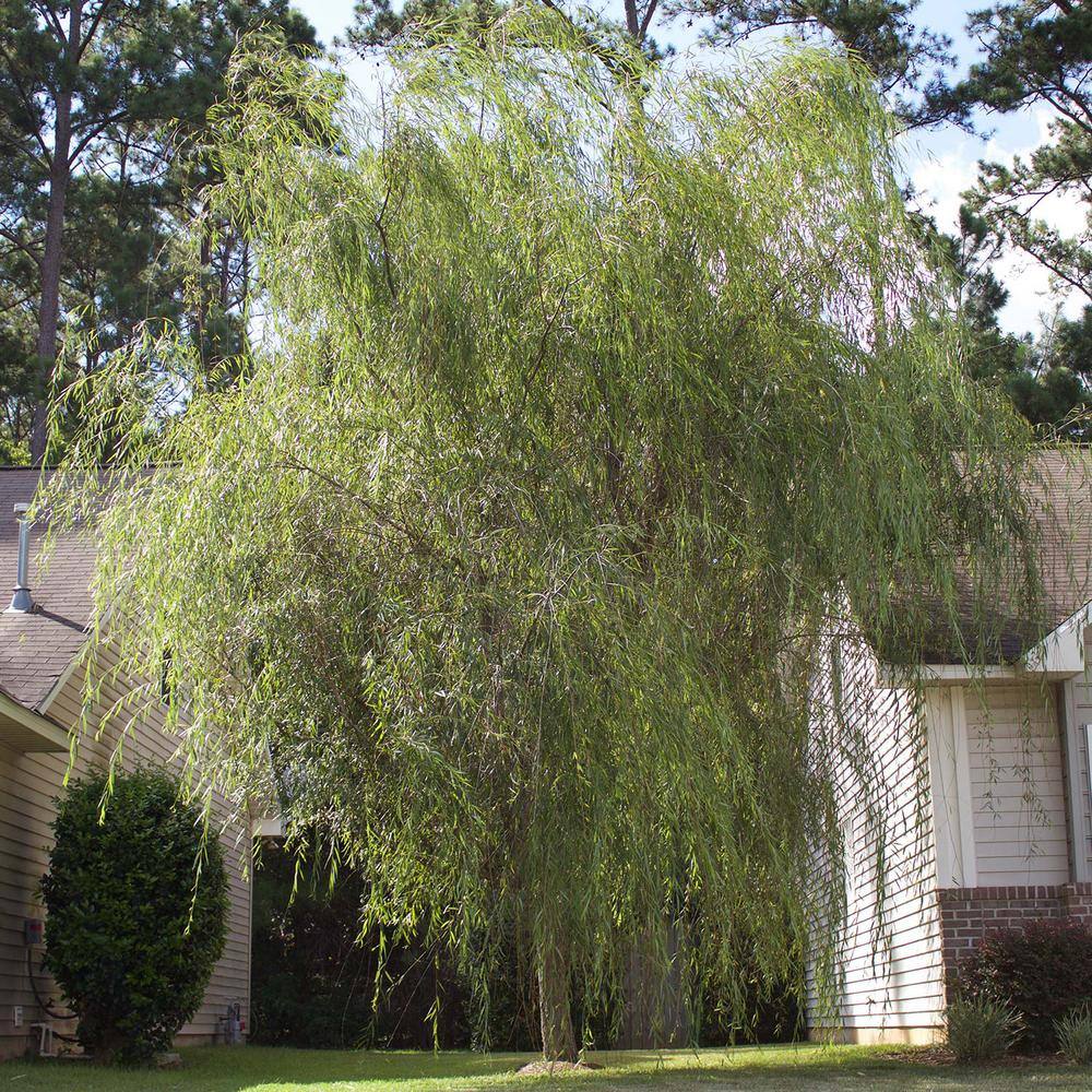 5 Gal. Weeping Willow Tree (2-Pack) THD00176