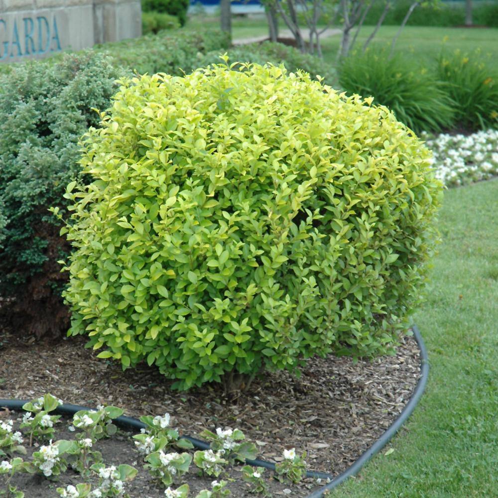 Online Orchards 1 Gal. Golden Privet Shrub SBLG001