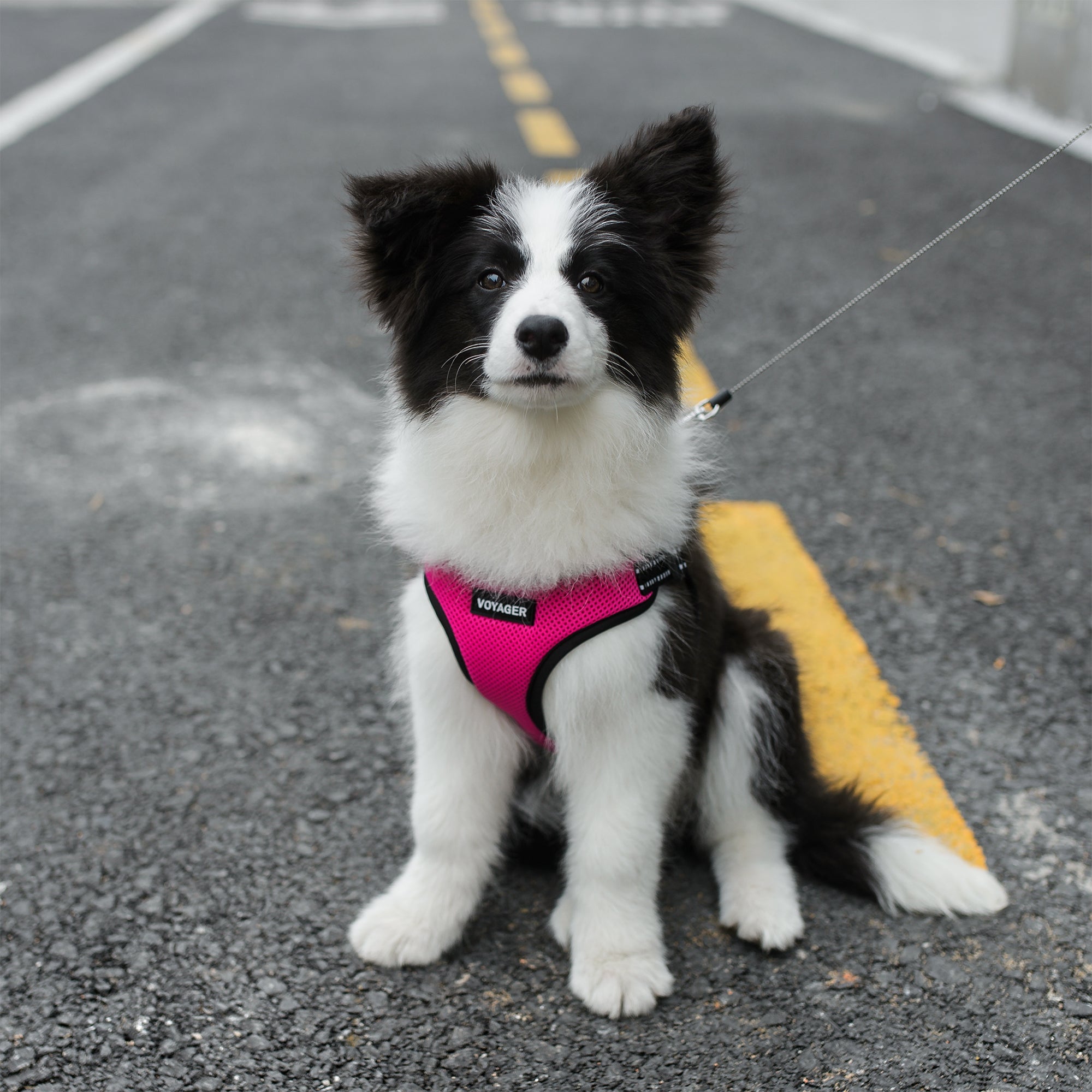 Voyager - Fully Adjustable Step in Dog Harness with Reflective 3M Piping (Red， X-Small)