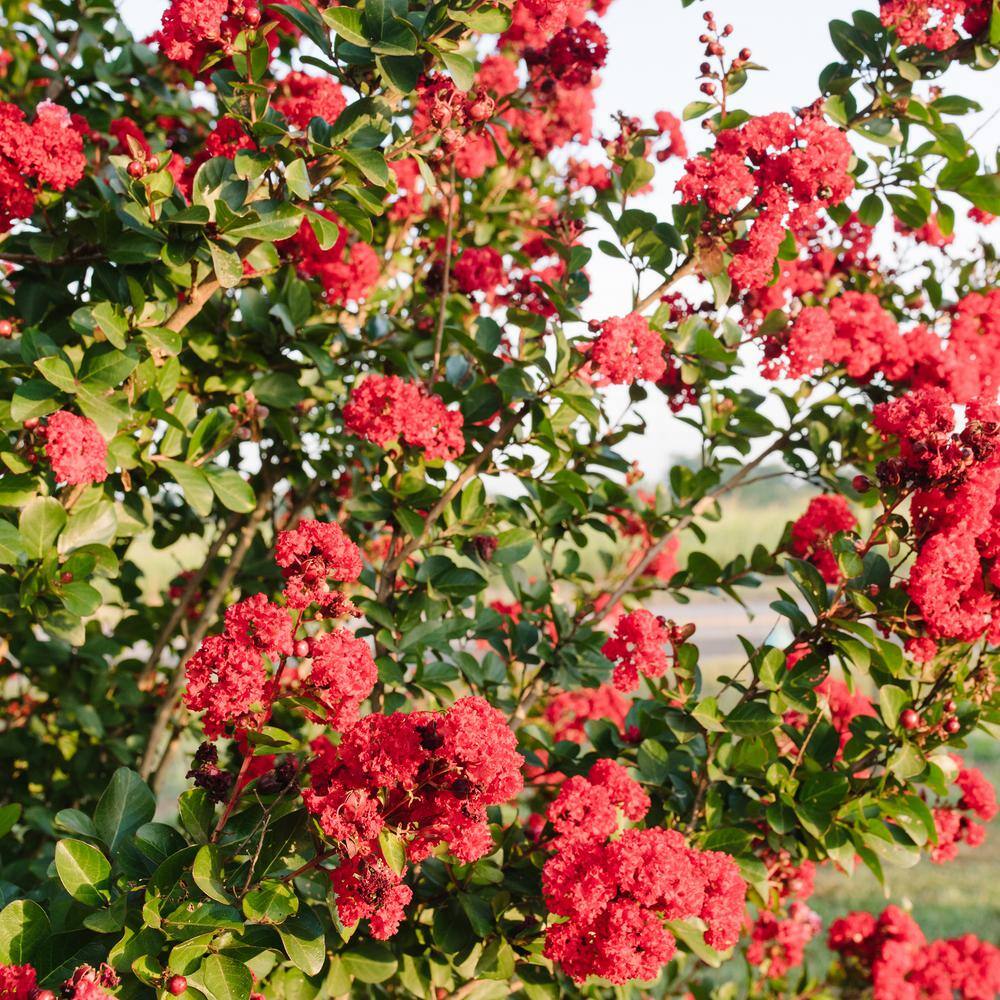 FIRST EDITIONS 2 Gal. Ruffled Red Magic Crape Myrtle Flowering Shrub with Red Flowers 14104