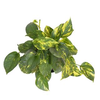 United Nursery Golden Pothos in 6 in. Grower Pot 22310