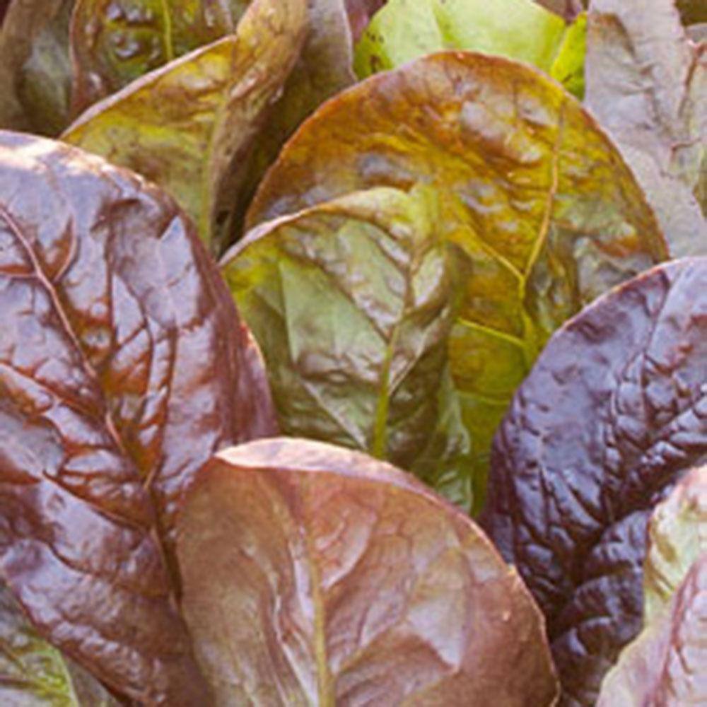 Bonnie Plants 1.19 qt. Red Romaine Lettuce Plant (6-Pack) 0054