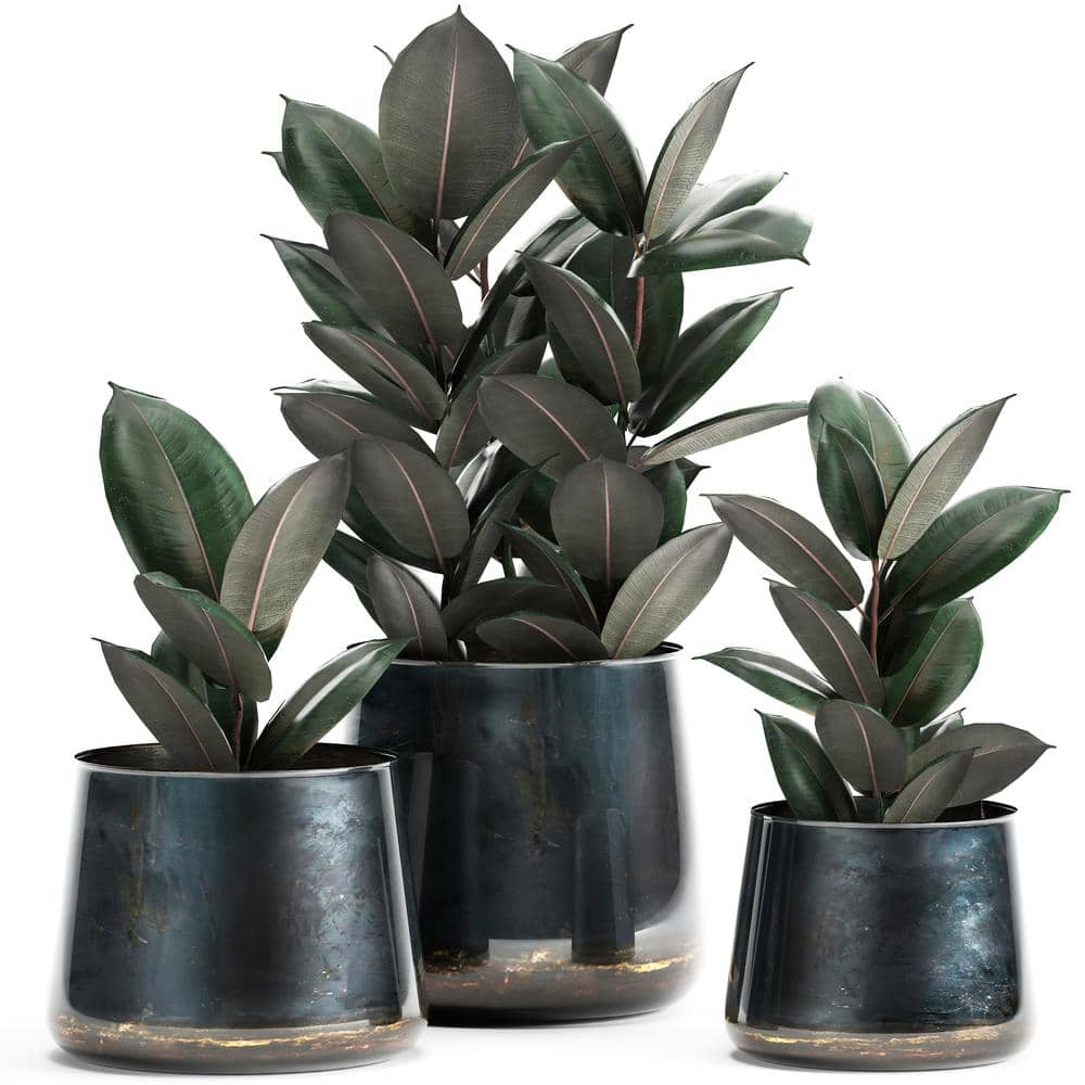 PROVEN WINNERS leafjoy Collection Ficus Elastica Abijan (Rubber Plant) Live Indoor Plant in 7 in. Seagrass Pot Avg Ship Height 15 in. PWFEA6SEA1PK