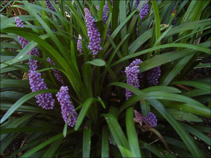 Classy Groundcovers - Lily Turf 'Royal Purple' Lilyturf， Border Grass， Monkey Grass {25 Pots - 3 1/2 inch Square}