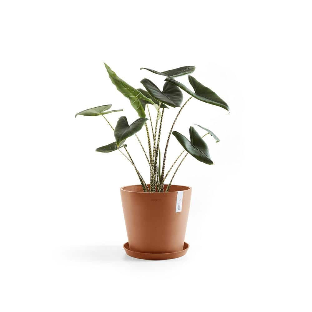 O ECOPOTS BY TPC Amsterdam 10 in. Terracota Premium Sustainable Planter ( with Saucer) AMS.25.TR