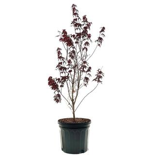 #7 Pot Red Japanese Maple Deciduous Tree MAPJAP07G