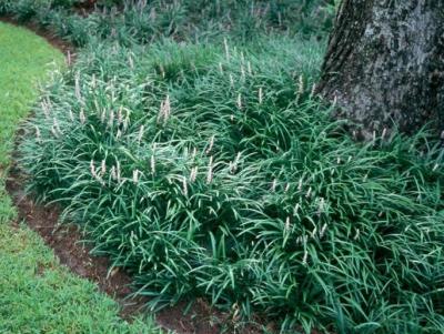 Classy Groundcovers - Liriope spicata  {25 Pots - 3 1/2 inch Square}