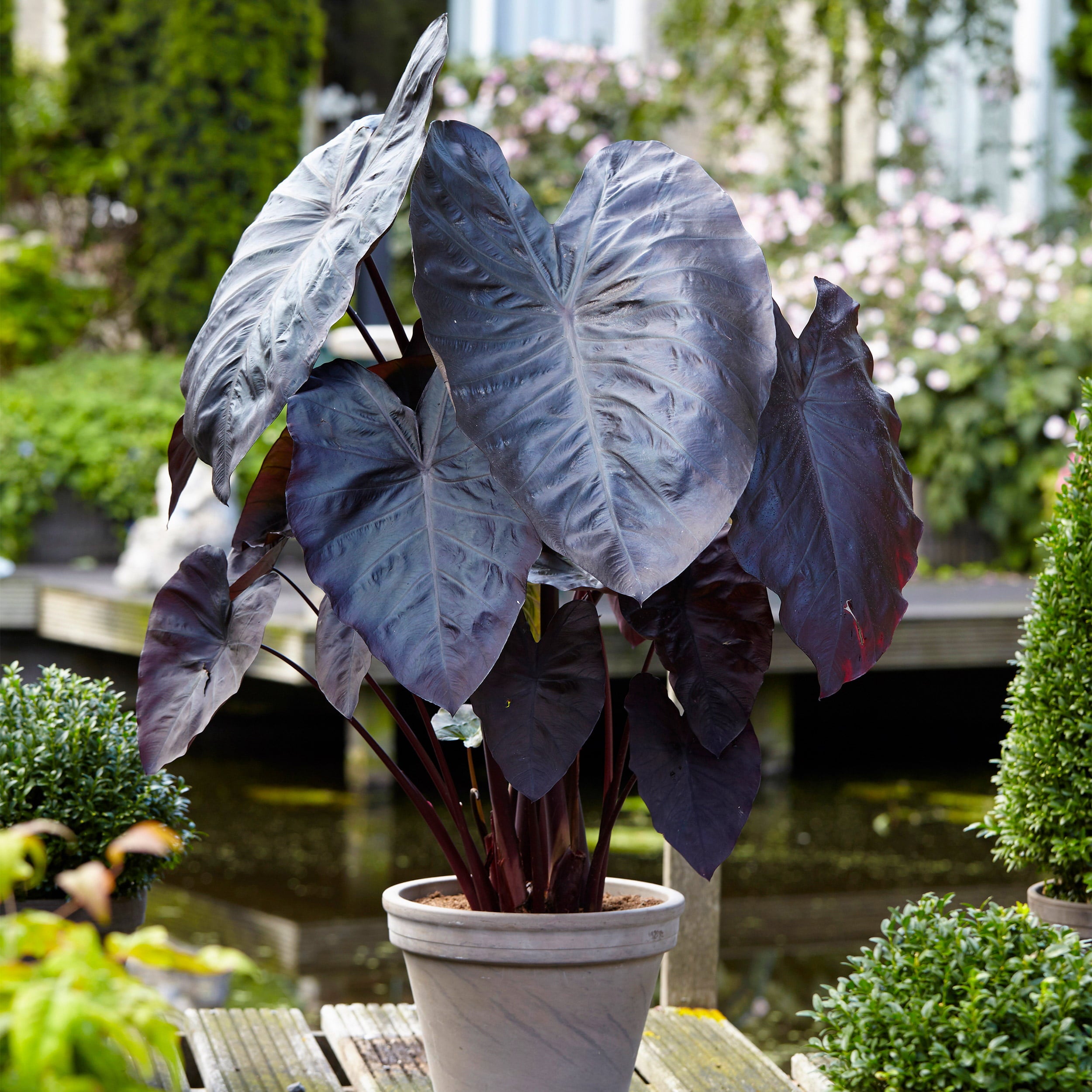 Garden State Bulb Black Magic Taro Elephant Ear Bulbs， 7/9 inches (Bag of 1)