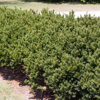 Gardens Alive! 2.25 Gal. Pot Browni Globe Yew (Taxus) Shrub Live Potted Evergreen Plant (1-Pack) 92384