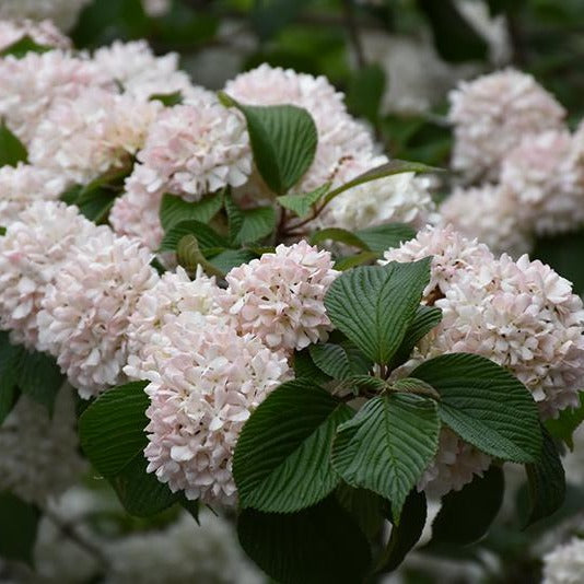 Kern's Pink Snowball Viburnum Shrub