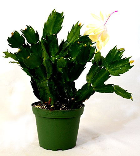 9GreenBox - Rare Yellow Christmas Cactus Plant - Zygocactus - 4