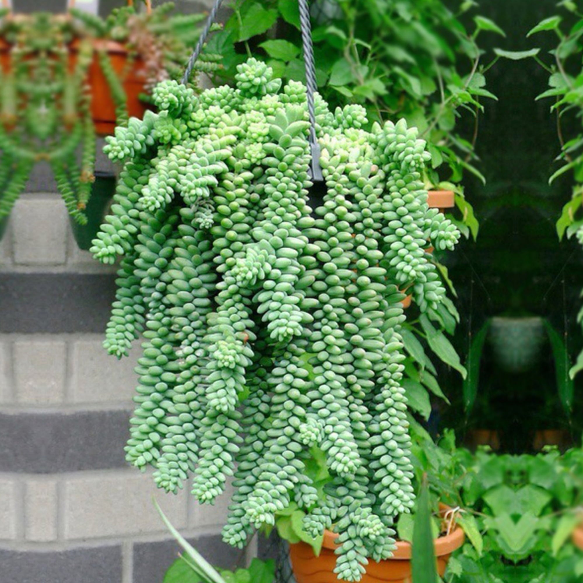 Long Branch 4 inch Burro's Tail Succulents Plants Sedum Morganianum Donkey's Tail Fully Rooted