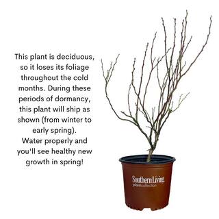 SOUTHERN LIVING 2 Gal. Hello Darlin Blueberry Plant 17203