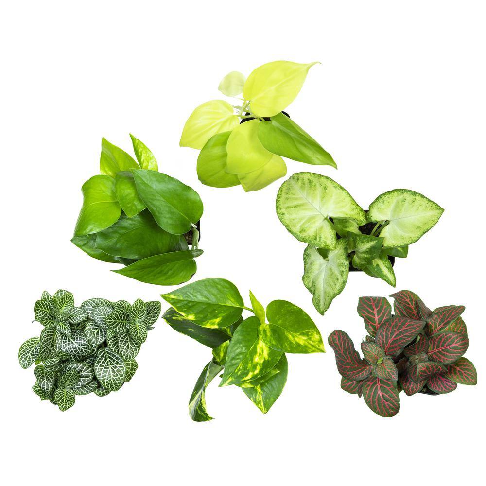 ALTMAN PLANTS 2 in. Assorted Mini-Foliage (6-Pack) 0881360