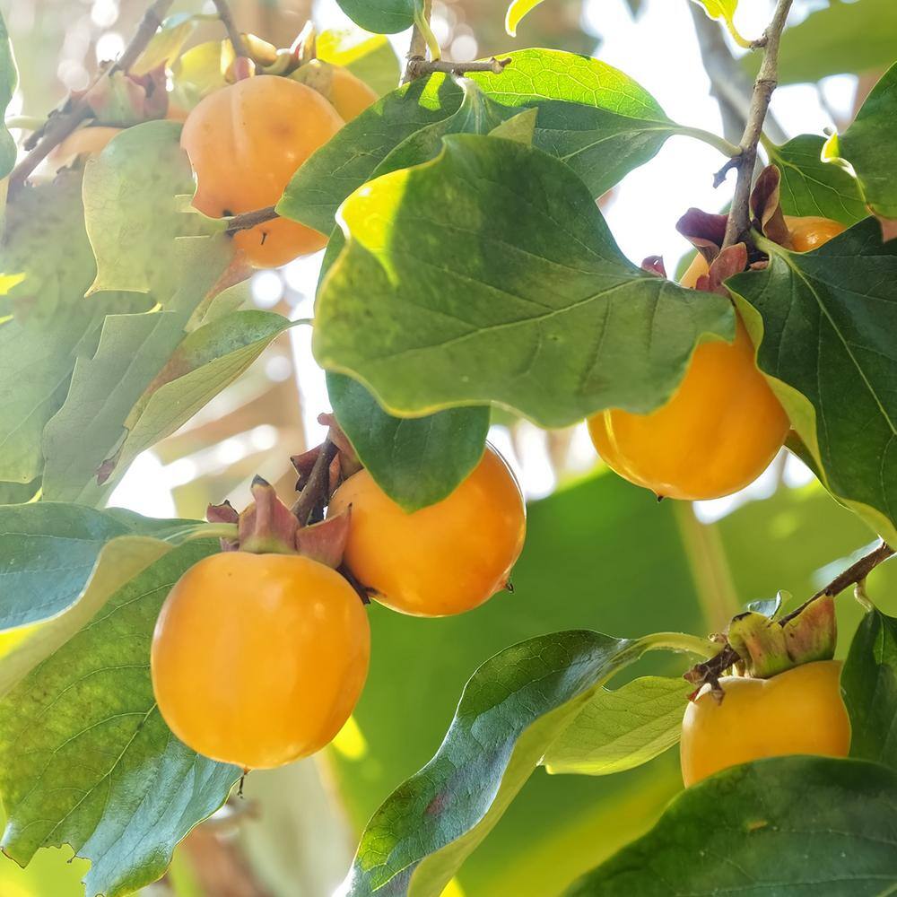 Perfect Plants 4.5 ft. Tall Jiro Persimmon Tree Self Fruitful Improved Fuyu Persimmon THD00581