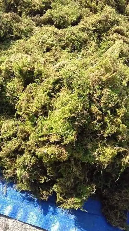 Vietnam Green Moss Artificial Sphagnum for Potted Plants Dried Forest Planting Orchid Decorative Moss for Indoor