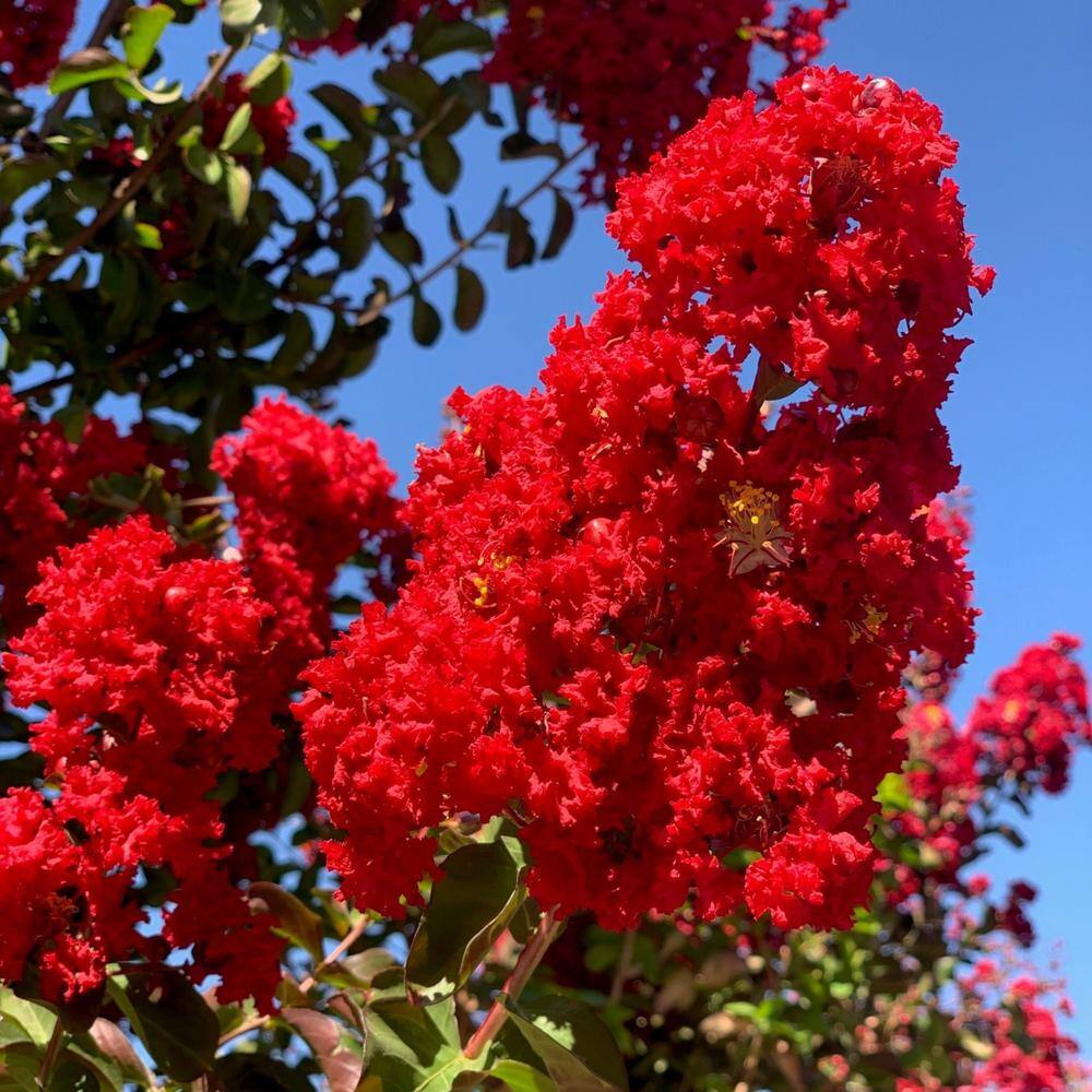Alder  Oak #5 container 'Red Rocket' Crape Myrtle Tree LARM05