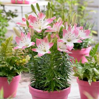 Garden State Bulb 14 cm16 cm Sugar Love Asiatic Lily Flower Bulbs (Bag of 10) ECS-49-10-01