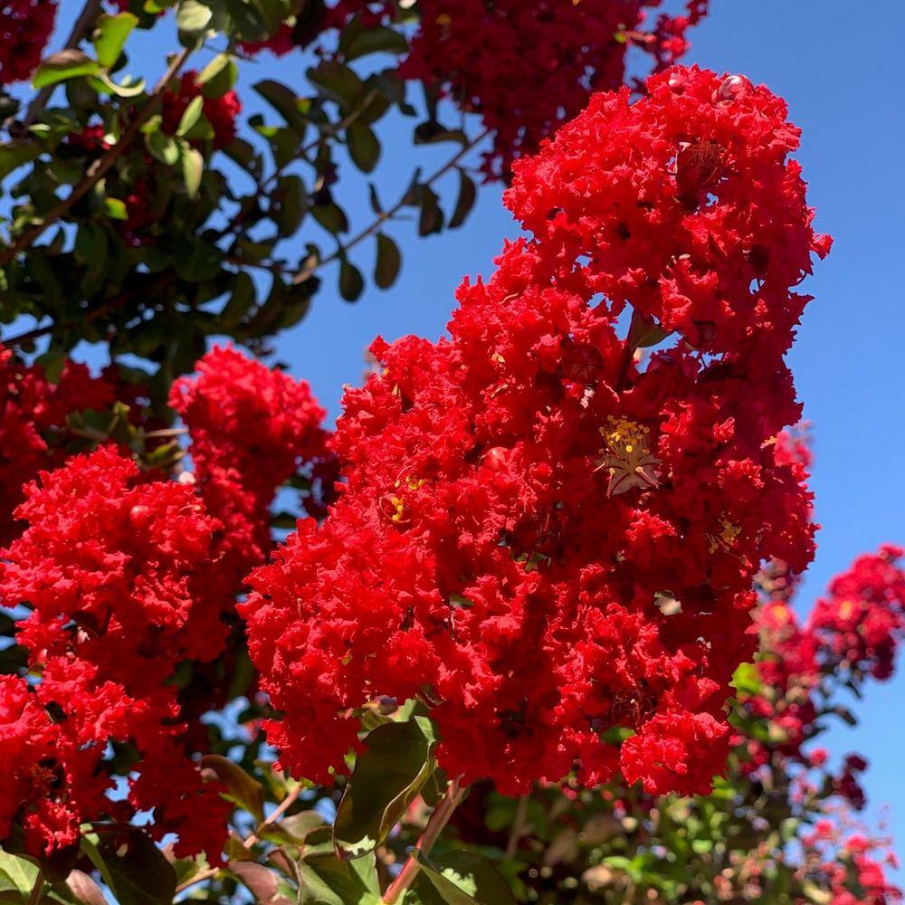 Alder  Oak 5 Gal. Crape Myrtle Deciduous Tree With Red Flowers LADM05