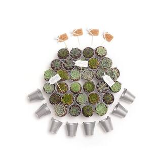 The Succulent Source 2 in. Wedding Event Rosette Succulents Plant with Silver Metal Pails and Let Love Grow Tags (30-Pack) 2-R-S-LLG-30